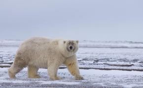 Гибрид бурого и белого медведя «Гролар» остается редким в дикой природе