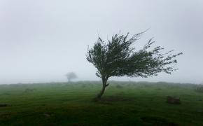 Во время сильного ветра не стоит прятаться под деревом
