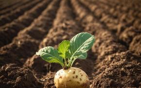 В Нижнем Новгороде раскроют секреты урожая картофеля