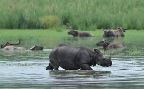 В Индии затопило национальный парк, убив шесть краснокнижных носорогов 
