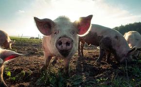 Просто свинство: дикие животные кошмарят жителей села Федорково