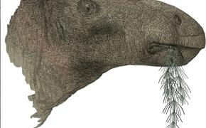 Коллекционер окаменелостей обнаружил самого полного динозавра с 1923 года 