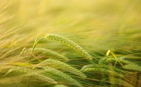 «Золотая» коллекция пшеницы 100-летней давности может помочь накормить мир