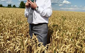 Российский агрокомплекс стал лидером в мировом экспорте пшеницы