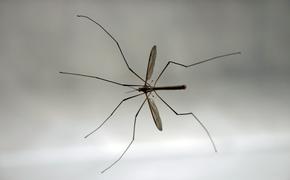 Как вирус денге заражает своих комаров и людей-хозяев