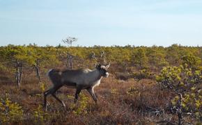 «Роснефть» проведёт исследование популяций дикого северного оленя