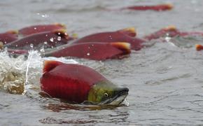 Уловы красной рыбы перевалили за 65 тыс. тонн