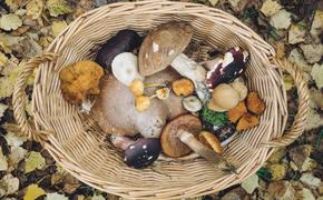 Биолог Глазков: грибы нужно правильно готовить, чтобы получить полезные свойства