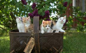 Московский суд запретил мужчине содержать 30 кошек