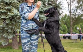 Музей Победы пригласил на бесплатный кинопоказ в День фронтовой собаки     