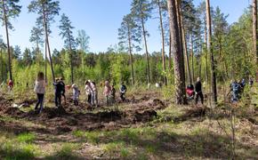 За сезон в Челябинской области клещи покусали почти 13 тысяч человек