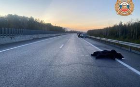 В Хабаровском районе водитель сбила медведя