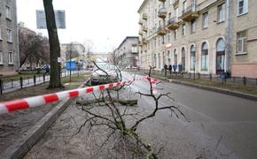 Сотрудники МЧС 33 раза ликвидировали последствия шквалистого ветра в Петербурге