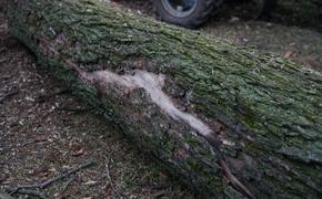 После двух дней сильного ветра петербуржцы пожаловались на упавшие деревья