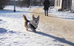 Эксперты рассказали о защите питомцев от реагентов в Петербурге