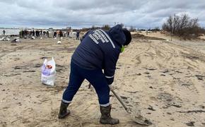 Студенты-спасатели КубГМУ оказывают помощь в устранении последствий разлива мазута на Черноморском побережье