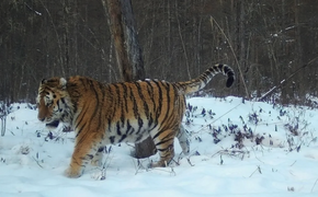 Тигры утащили 11 собак за новогодние праздники в Хабаровском крае