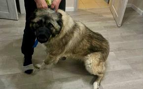 Житель Хабаровского края поплатится за попытку убить собаку молотком