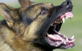 В Хабаровском крае власти ответят за нападение бездомных собак на ребенка