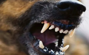 В Советской Гавани подросток, которого укусил бездомный пес, получил компенсацию