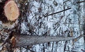 В Хабаровском крае осужден вахтовый рабочий за незаконную рубку леса