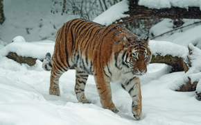 В Хабаровском крае отловили тигра