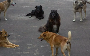 В Хабаровском крае снова бездомный пес напал на ребенка