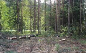 Жители Вырицы и прокуратура пытаются спасти Мельничный лес