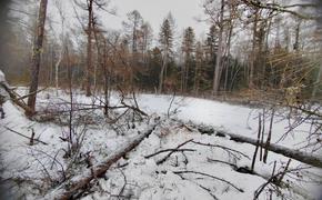 Житель Хабаровска предстанет перед судом за незаконную вырубку леса