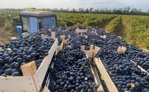На Кубани за 10 лет площадь виноградников увеличилась до 32,5 тысяч гектаров