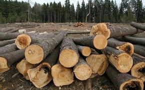 В Хабаровском крае бывший сотрудник ГИБДД обвиняется в незаконной рубке леса