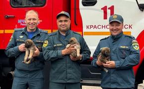 Пермские пожарные приютили щенков и растрогали весь город