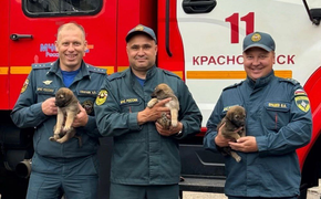 Пермские пожарные приютили щенков и растрогали весь город