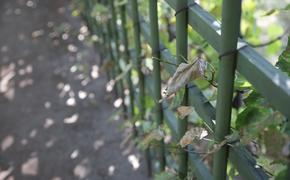 В Петербурге два парка не работали утром в субботу из-за последствий непогоды