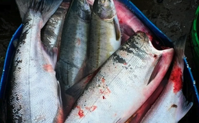 На Амуре задержали браконьера с уловом кеты на 150 тысяч рублей