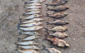 Жителю Ленобласти грозит 2 года тюрьмы за незаконный вылов рыбы