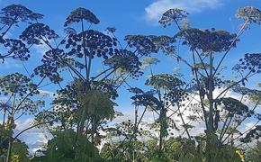 В Ленобласти предложили упростить изъятие земель с борщевиком