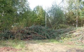 В Гатчинском районе обнаружена недостача 400 гектаров леса 