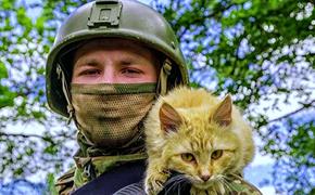 Своих не бросаем, даже если это коты