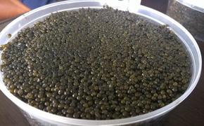 Хабаровчанка попыталась вывезти икру в Таиланд, возбуждено уголовное дело