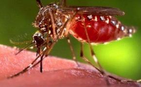Россия не планирует закрывать границы из-за вспышки чикунгуньи в Китае