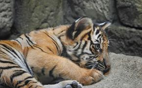 В Лейпциге в зоопарке три амурских тигренка усыплены через 3 дня после рождения