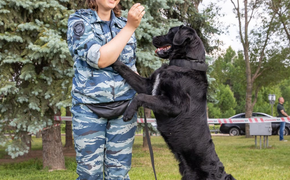 О фронтовых собаках расскажет Музей Победы посетителям парка