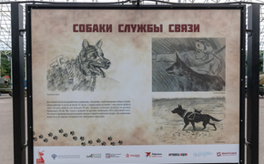 Музей Победы пригласил москвичей и гостей столицы узнать о подвигах служебных собак