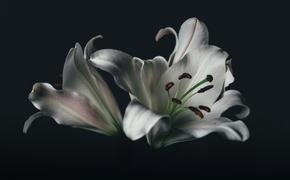 Похороны режиссера Бутусова пройдут 21 сентября на Кунцевском кладбище в Москве