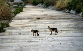 Животные на СВО