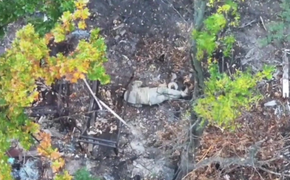 Воздушная дуэль: операторы БПЛА Новороссийских десантников уничтожили расчеты дронов ВСУ на Запорожском направлении