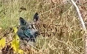 В Чернобыльской зоне отчуждения обнаружили собак с синим окрасом шерсти