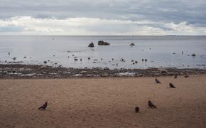 Росприроднадзор потребовал 8 млн рублей за опасные отходы в Финском заливе  