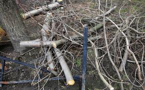 В Ленобласти обнаружен пень возрастом 385 млн лет